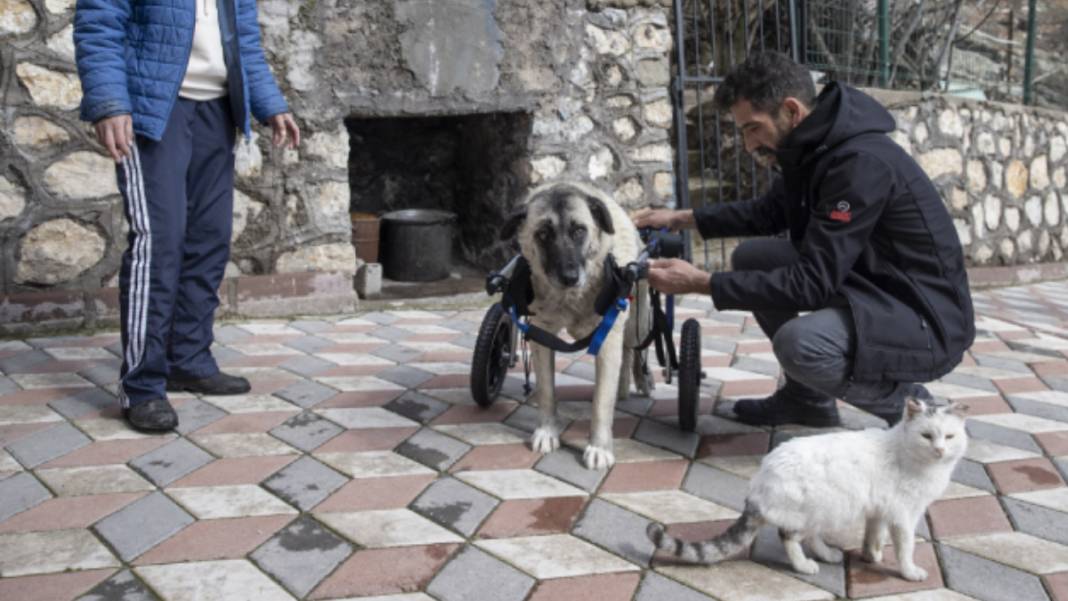 'Gümüş' hayata adım attı 1